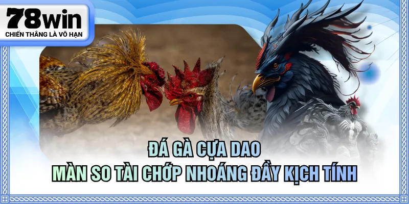 Đá gà cựa dao